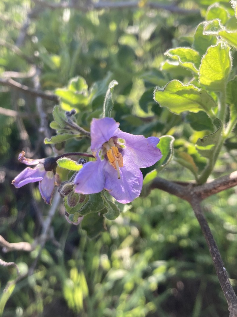 Clokey's Nightshade photo 3