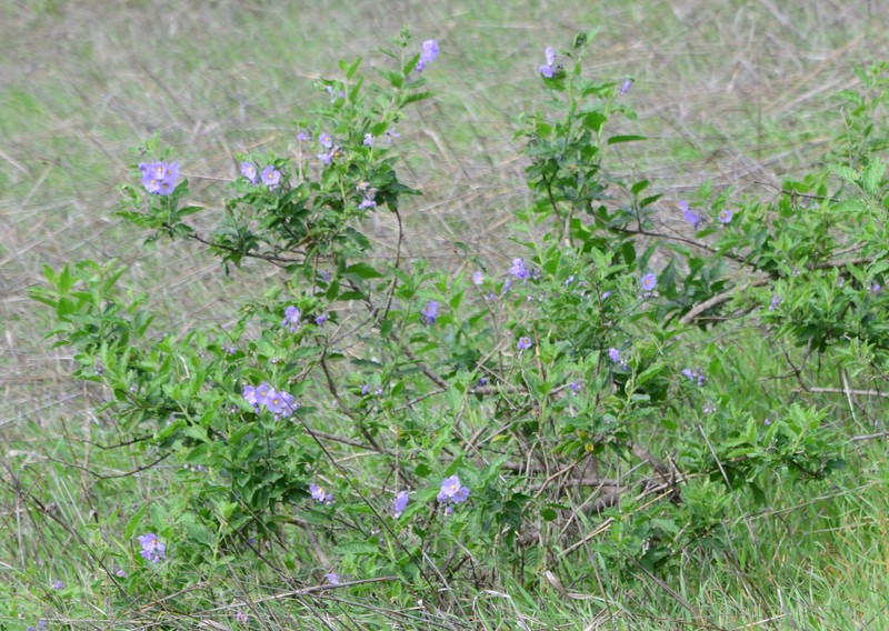 Clokey's Nightshade photo 4