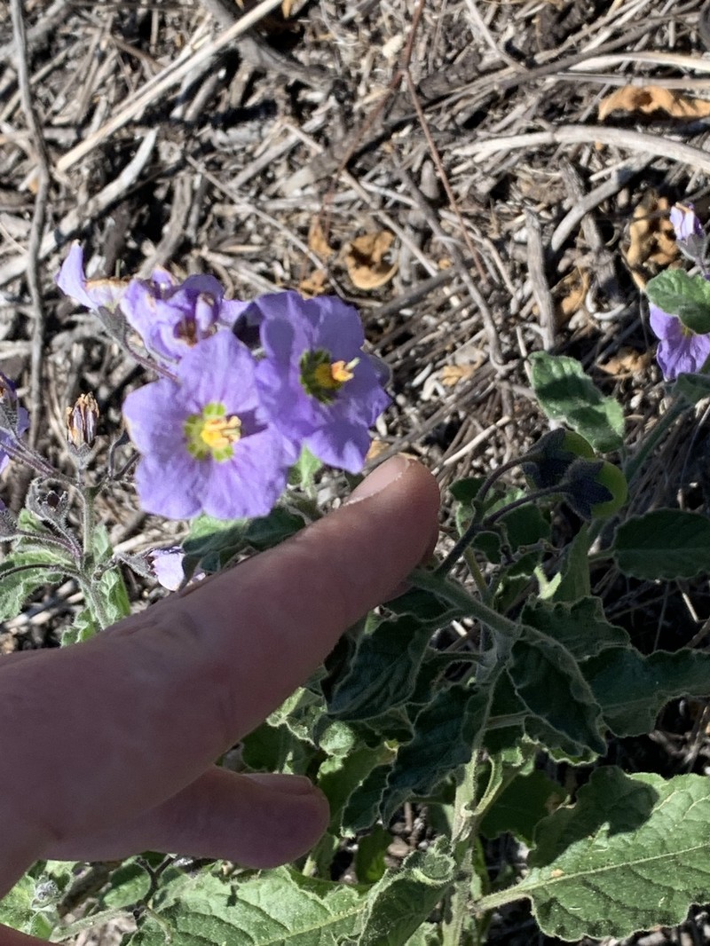 Clokey's Nightshade photo 5