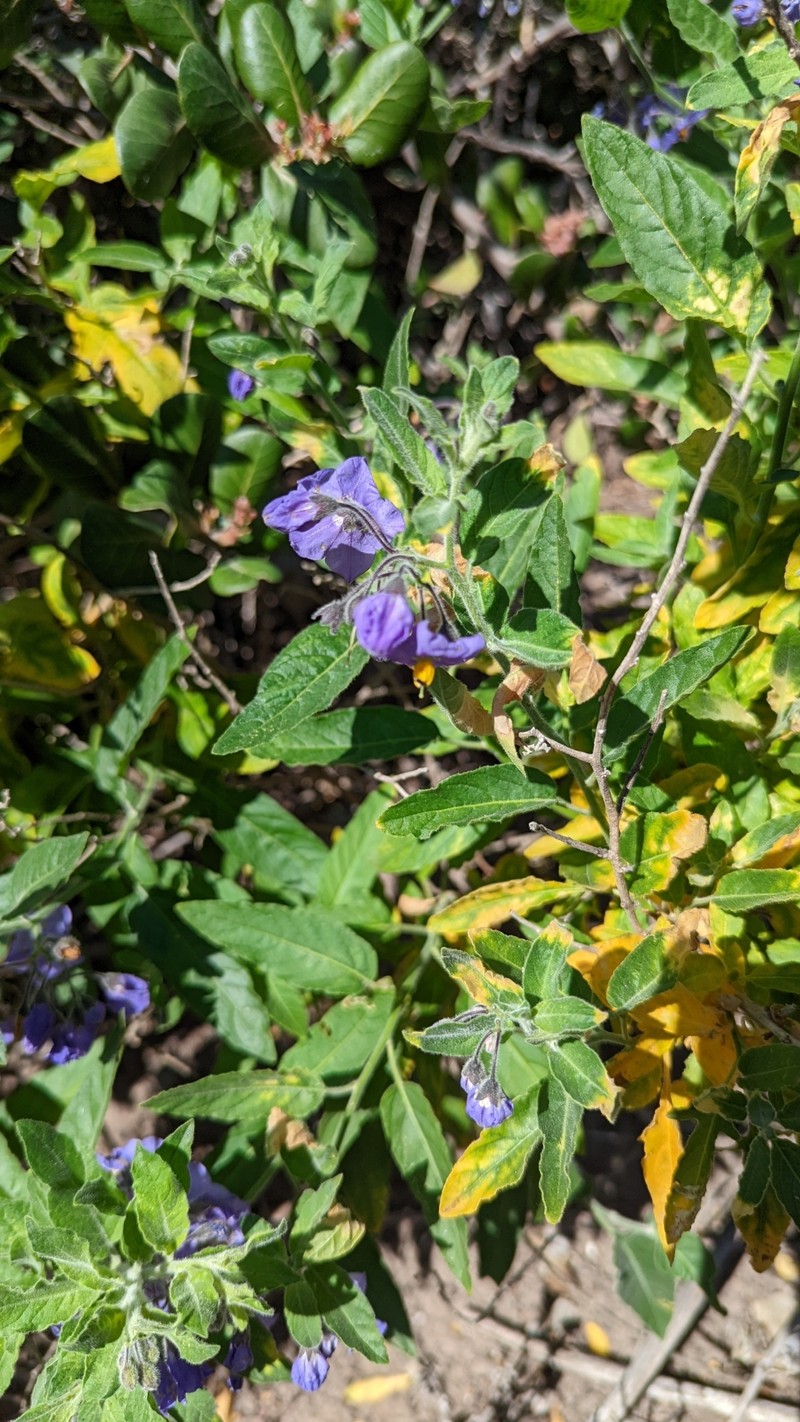 Clokey's Nightshade photo 6