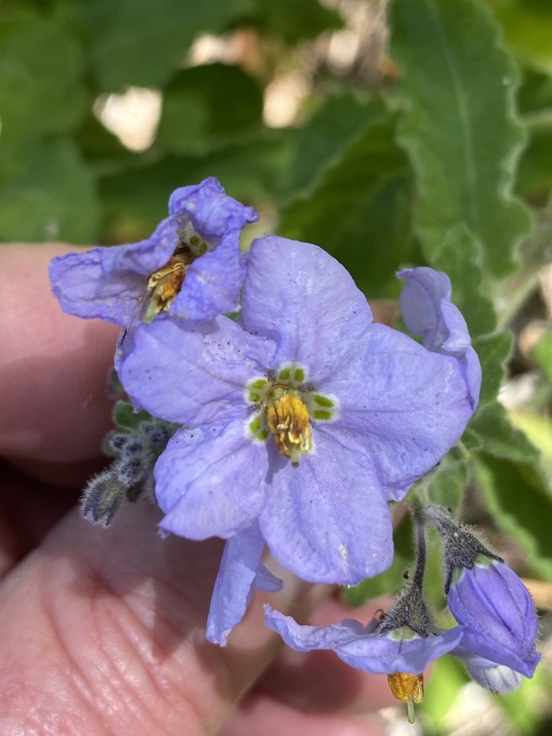Clokey's Nightshade photo 7