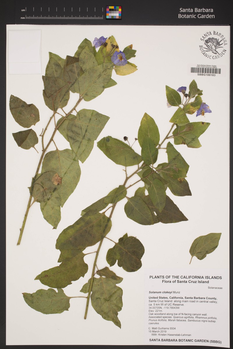 Clokey's Nightshade photo 8