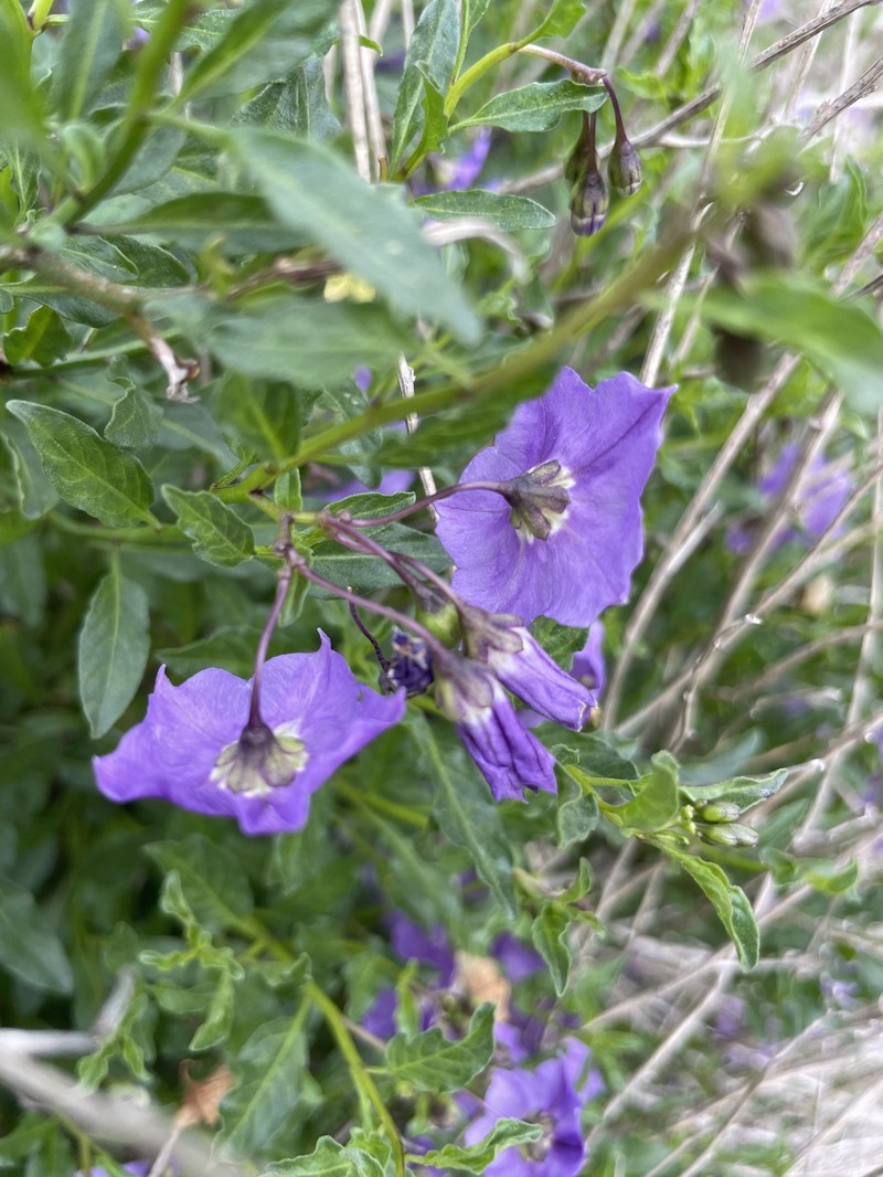Parish's Nightshade
