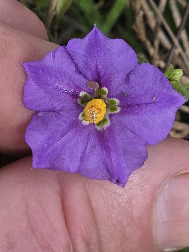Parish's Nightshade photo 2