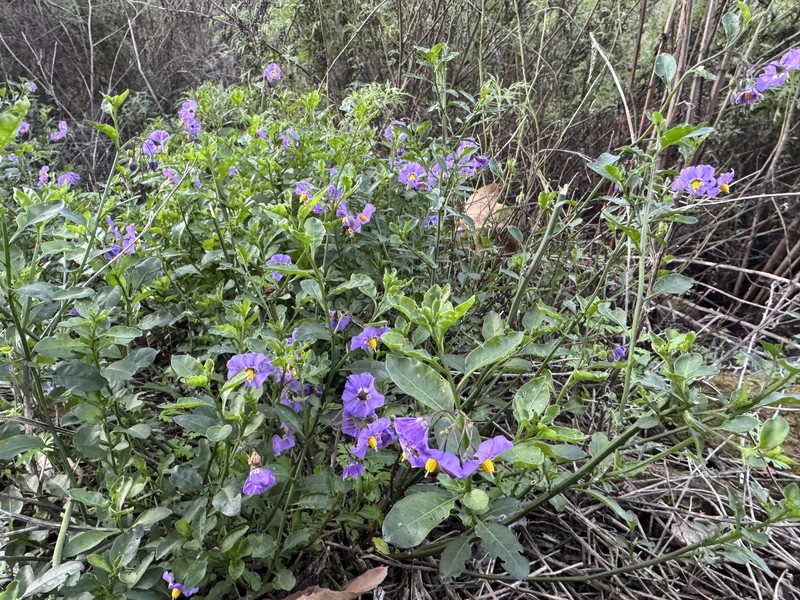 Parish's Nightshade photo 3