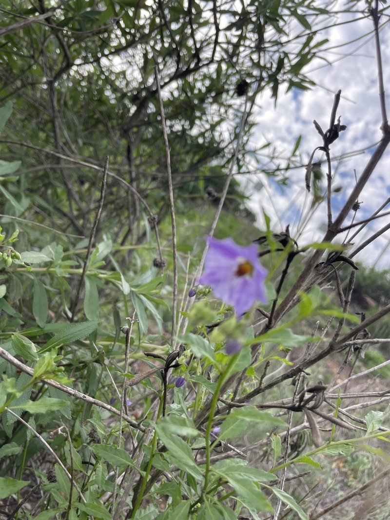 Parish's Nightshade photo 4