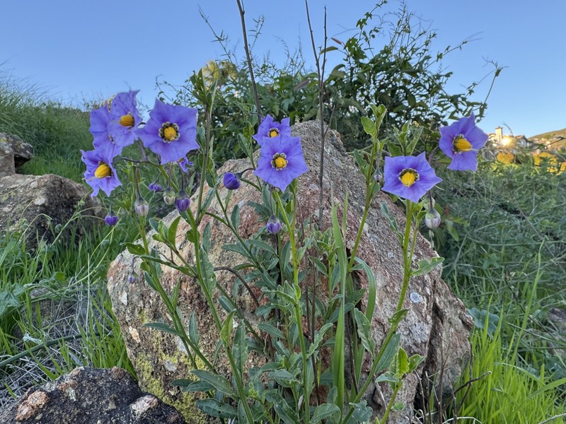 Parish's Nightshade photo 5