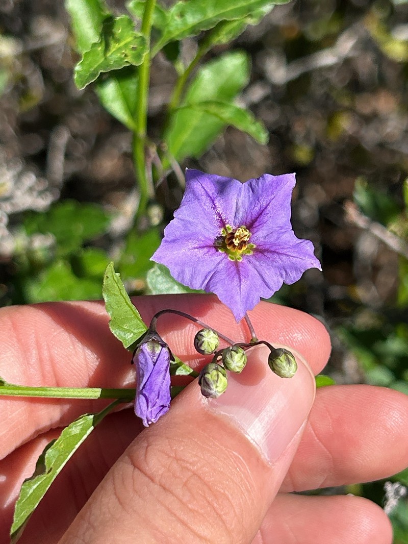 Parish's Nightshade photo 6