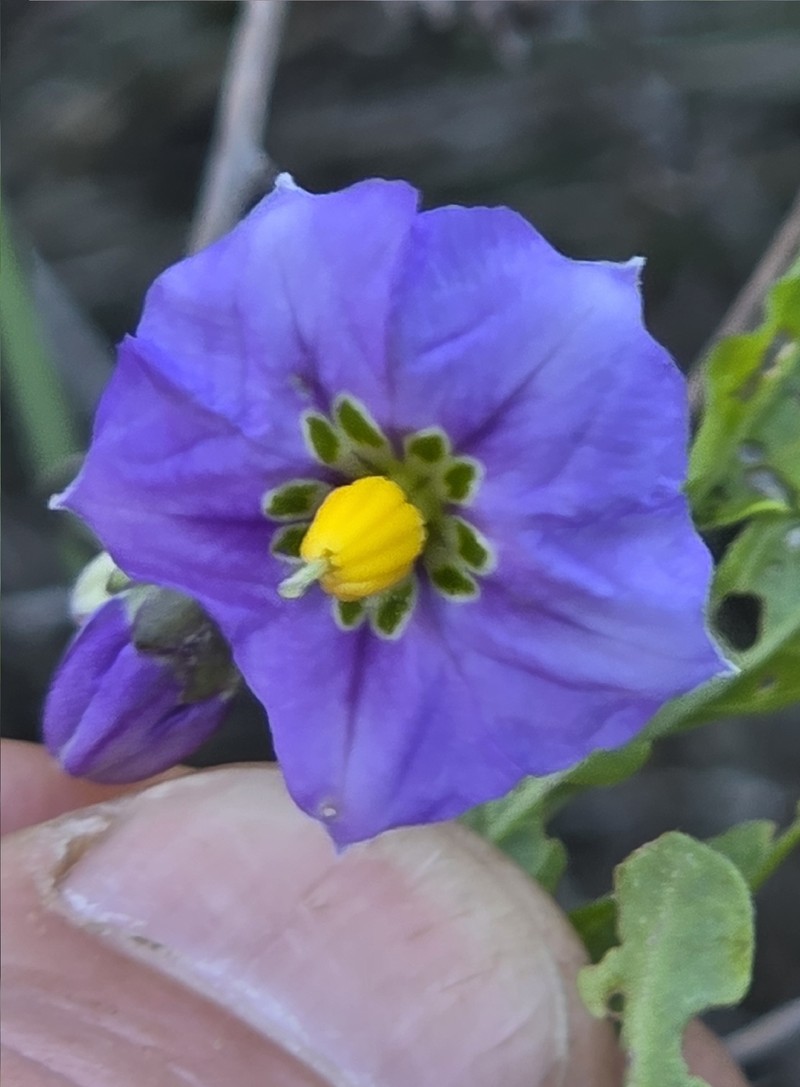 Parish's Nightshade photo 7