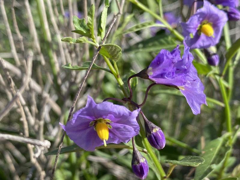 Parish's Nightshade photo 8