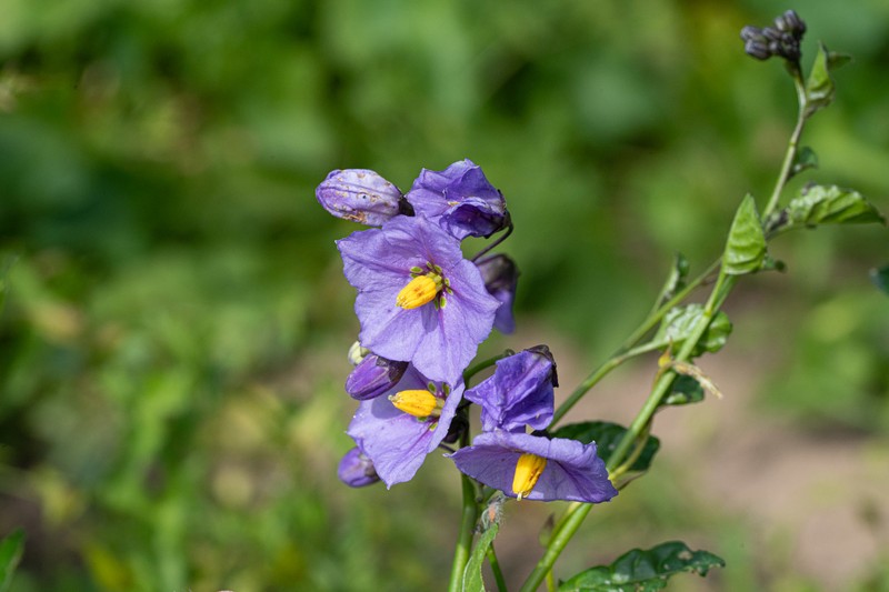 Solanum umbelliferum var. hoffmannii