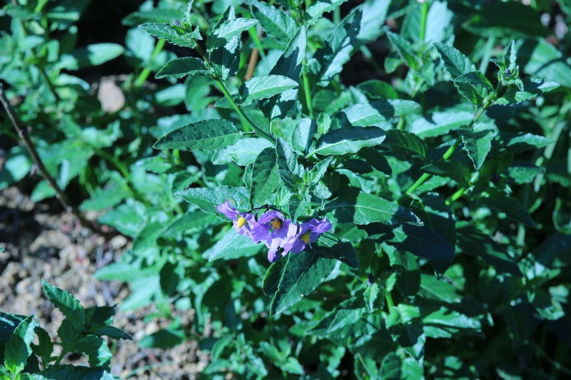 Solanum umbelliferum var. hoffmannii photo 2