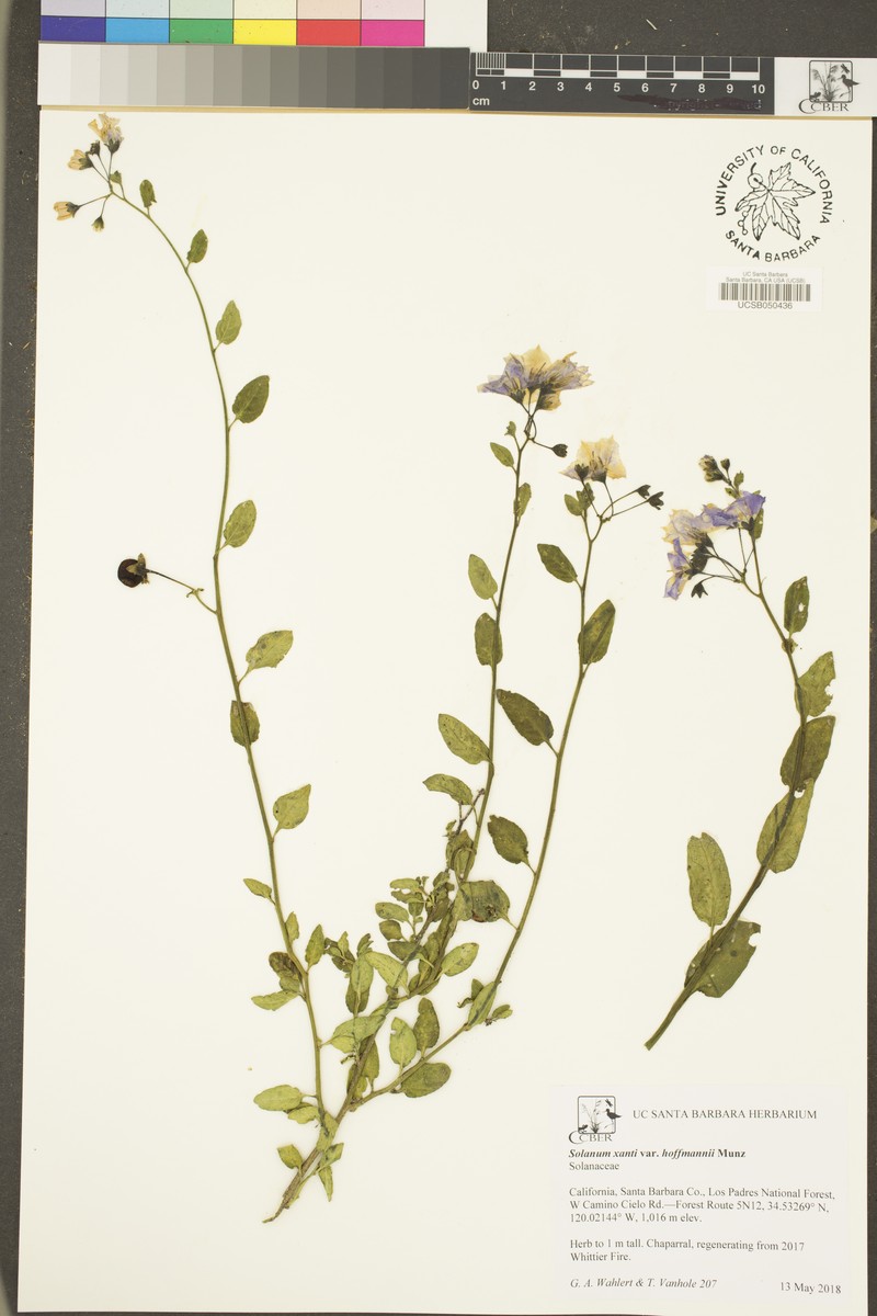 Solanum umbelliferum var. hoffmannii photo 3