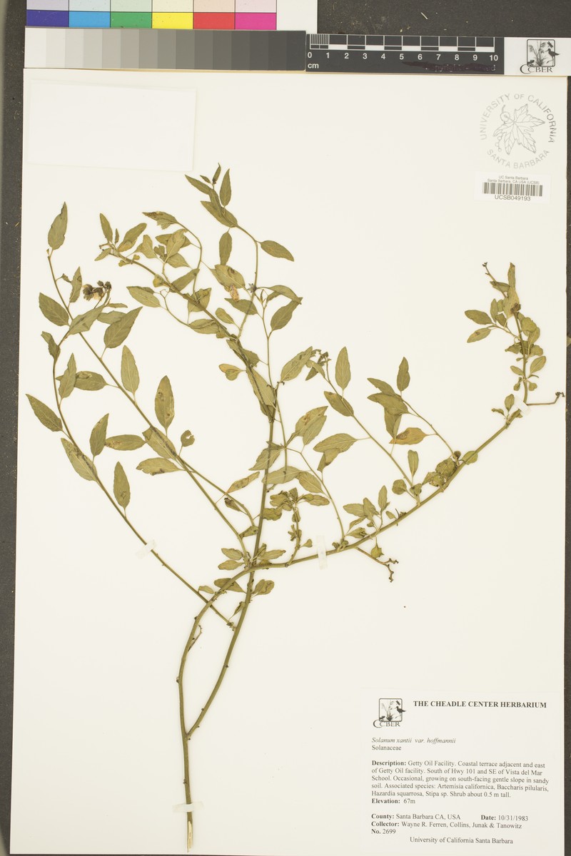 Solanum umbelliferum var. hoffmannii photo 4