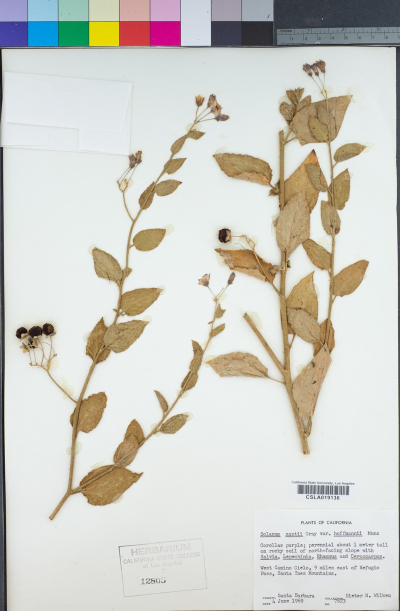 Solanum umbelliferum var. hoffmannii photo 5
