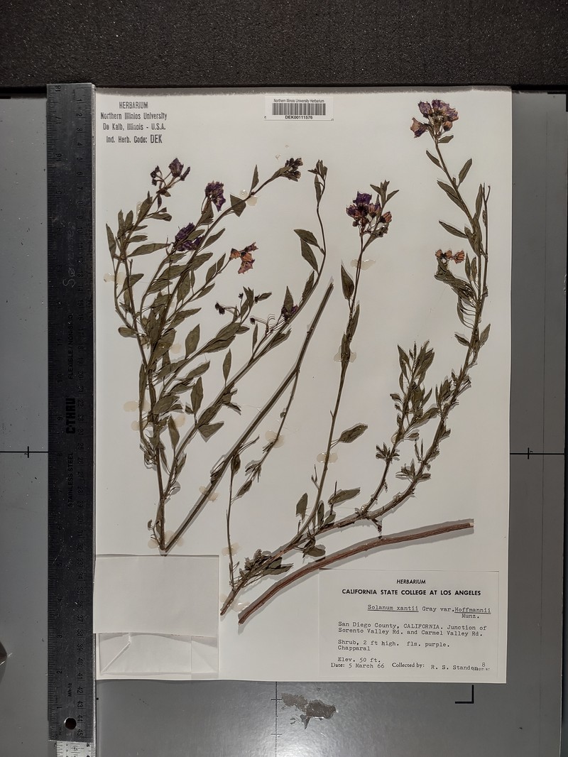 Solanum umbelliferum var. hoffmannii photo 6