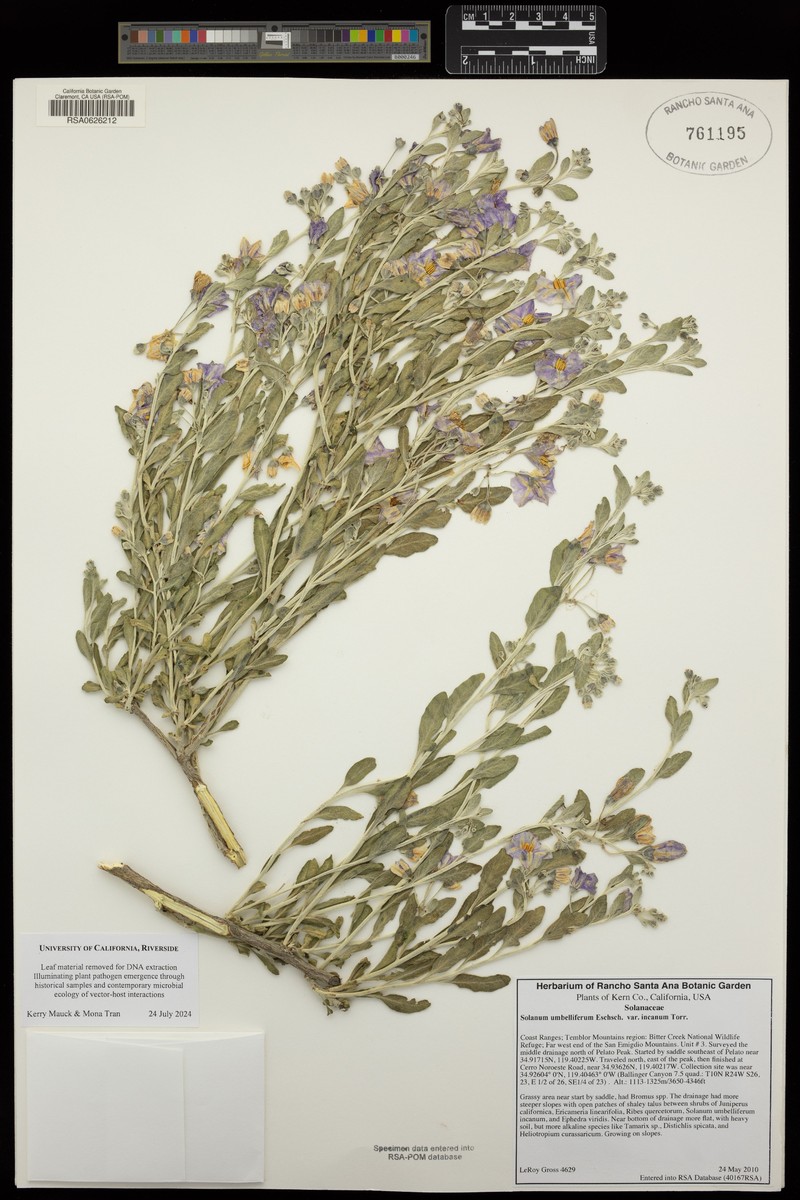 Solanum umbelliferum var. incanum