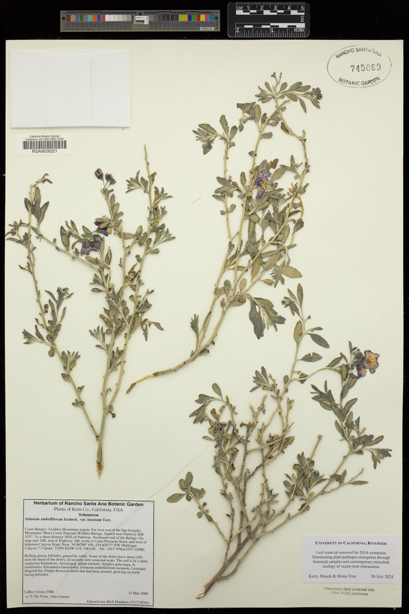 Solanum umbelliferum var. incanum photo 2