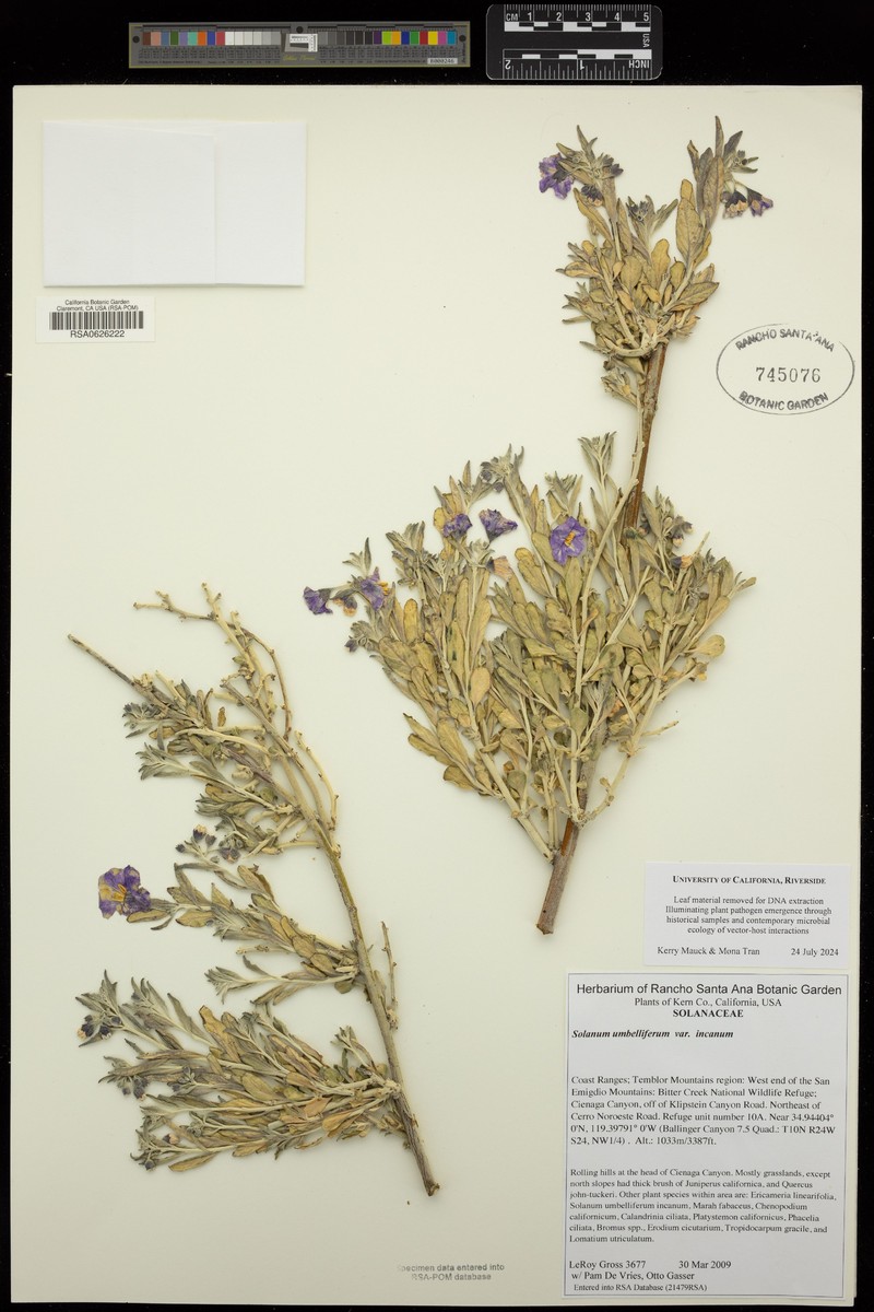 Solanum umbelliferum var. incanum photo 3
