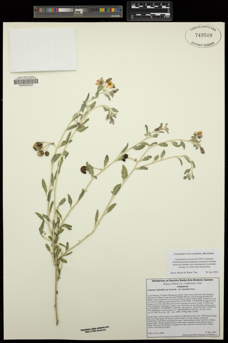 Solanum umbelliferum var. incanum photo 4