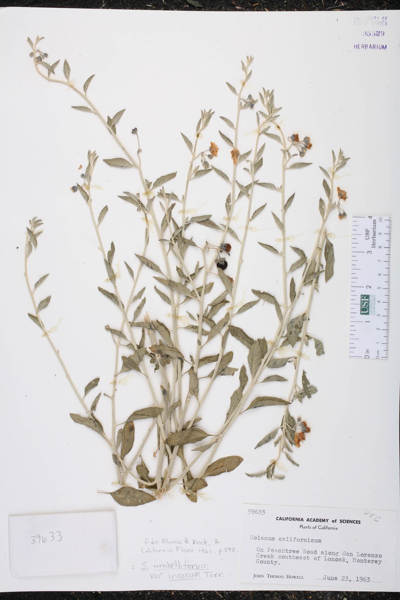 Solanum umbelliferum var. incanum photo 5