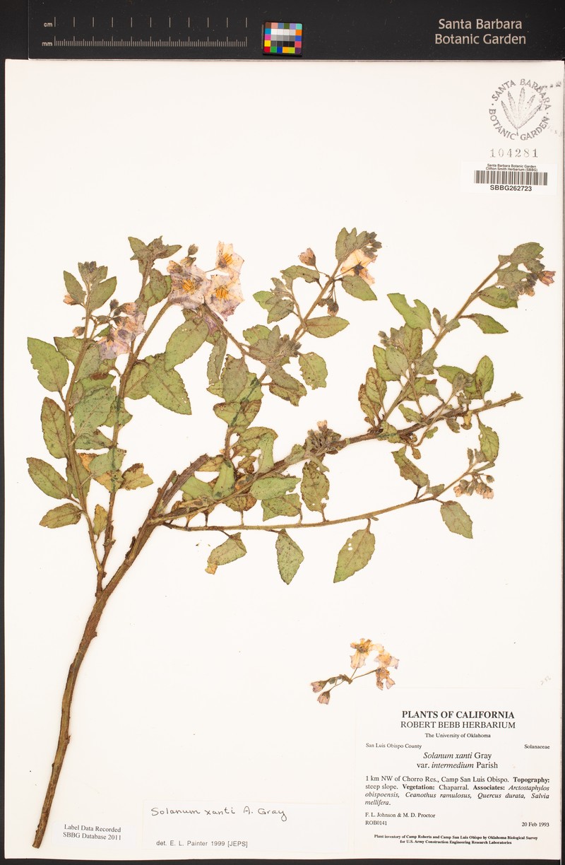 Solanum umbelliferum var. intermedium
