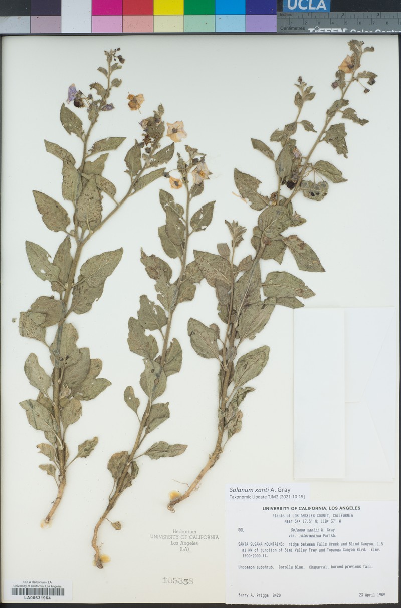 Solanum umbelliferum var. intermedium photo 2