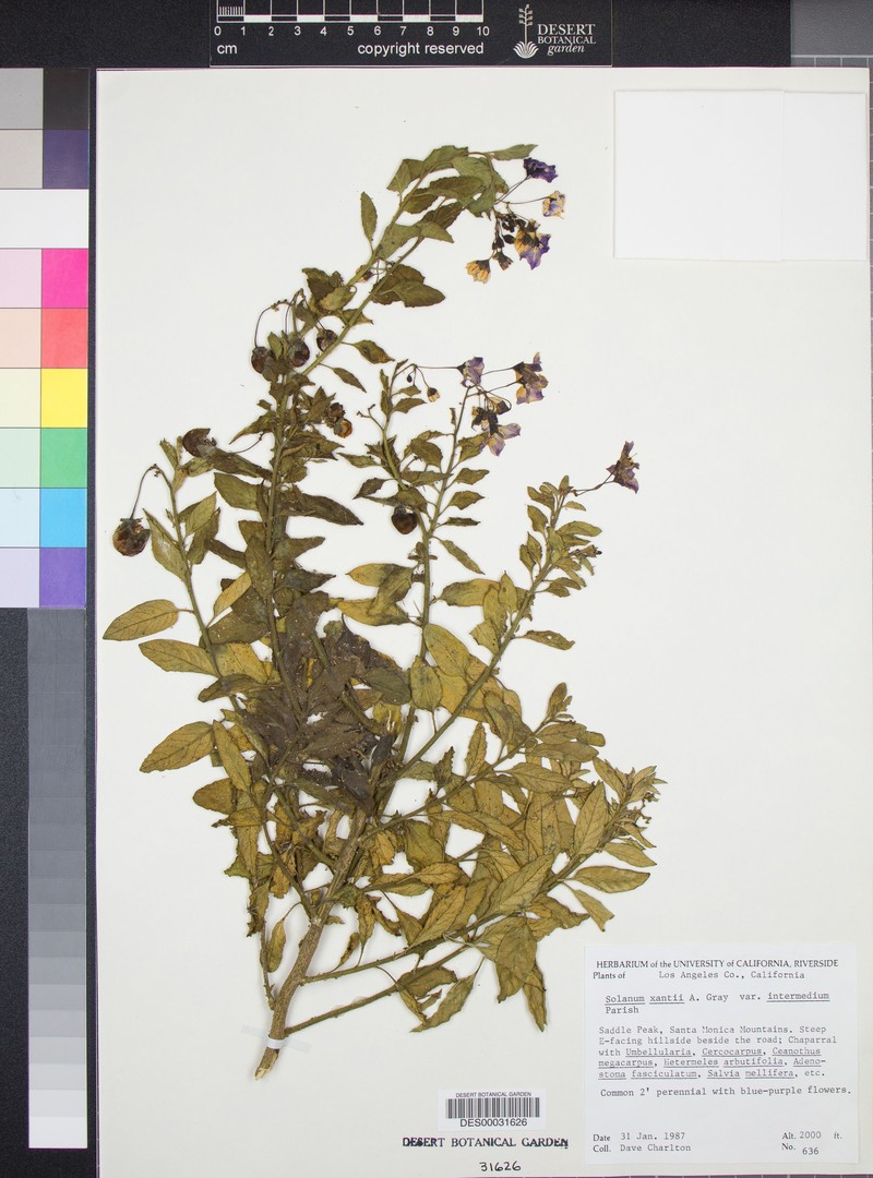 Solanum umbelliferum var. intermedium photo 3
