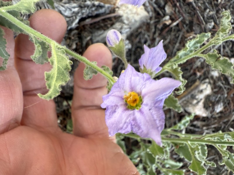 Solanum umbelliferum var. montanum
