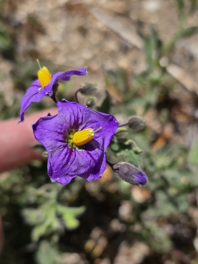 Solanum umbelliferum var. montanum photo 2
