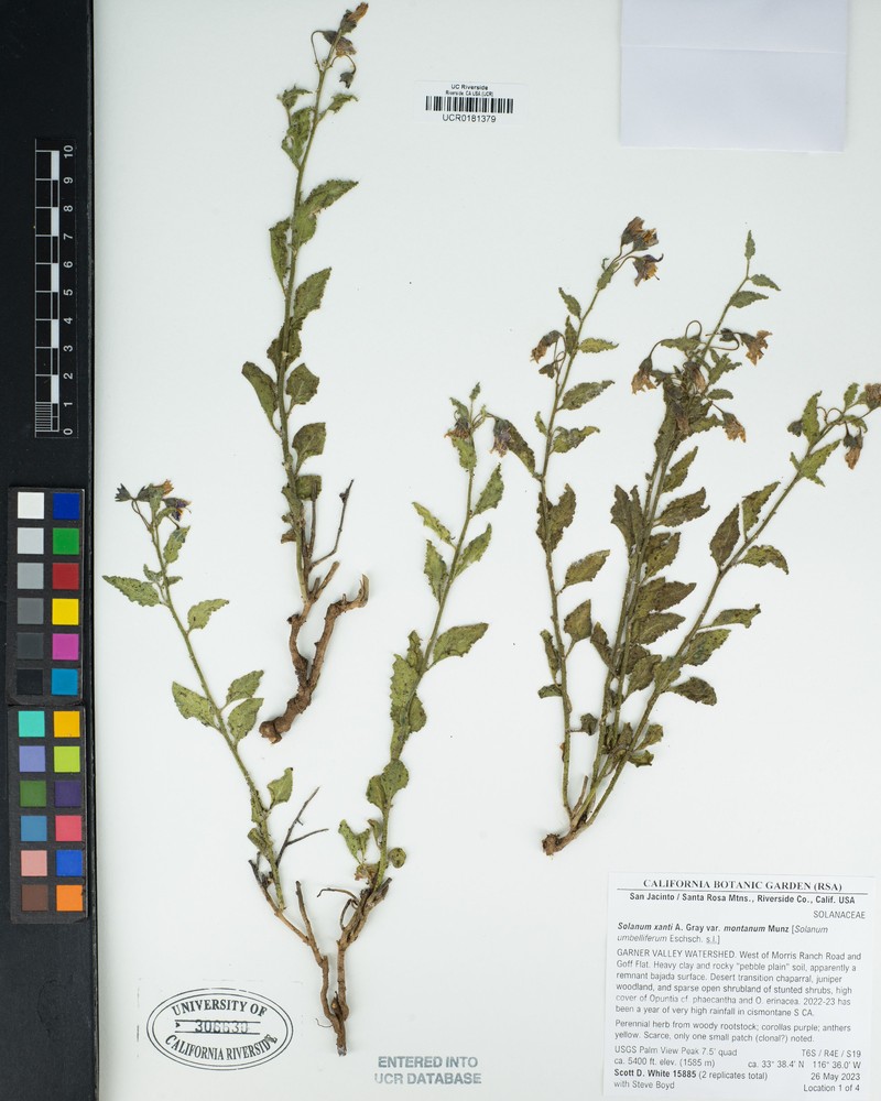 Solanum umbelliferum var. montanum photo 3