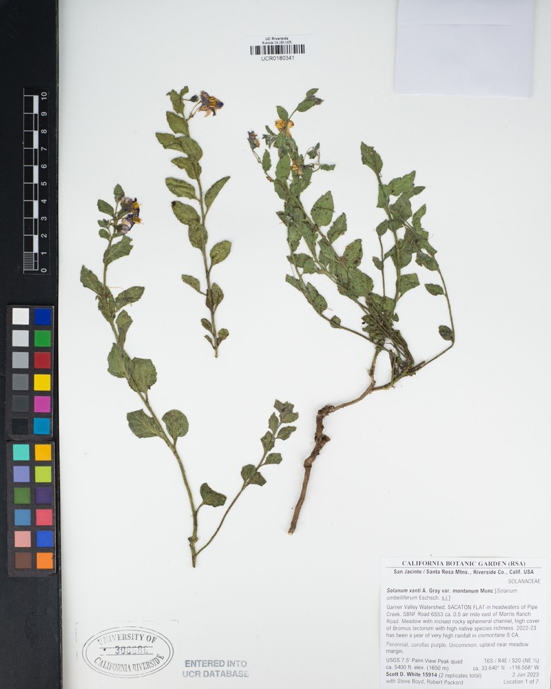Solanum umbelliferum var. montanum photo 4
