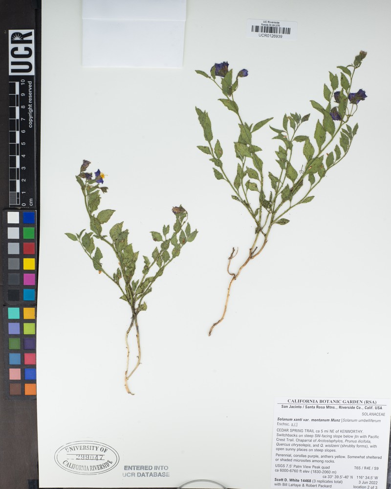 Solanum umbelliferum var. montanum photo 5