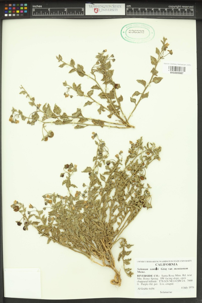 Solanum umbelliferum var. montanum photo 6