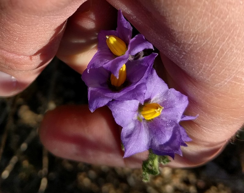 Solanum umbelliferum var. obispoense