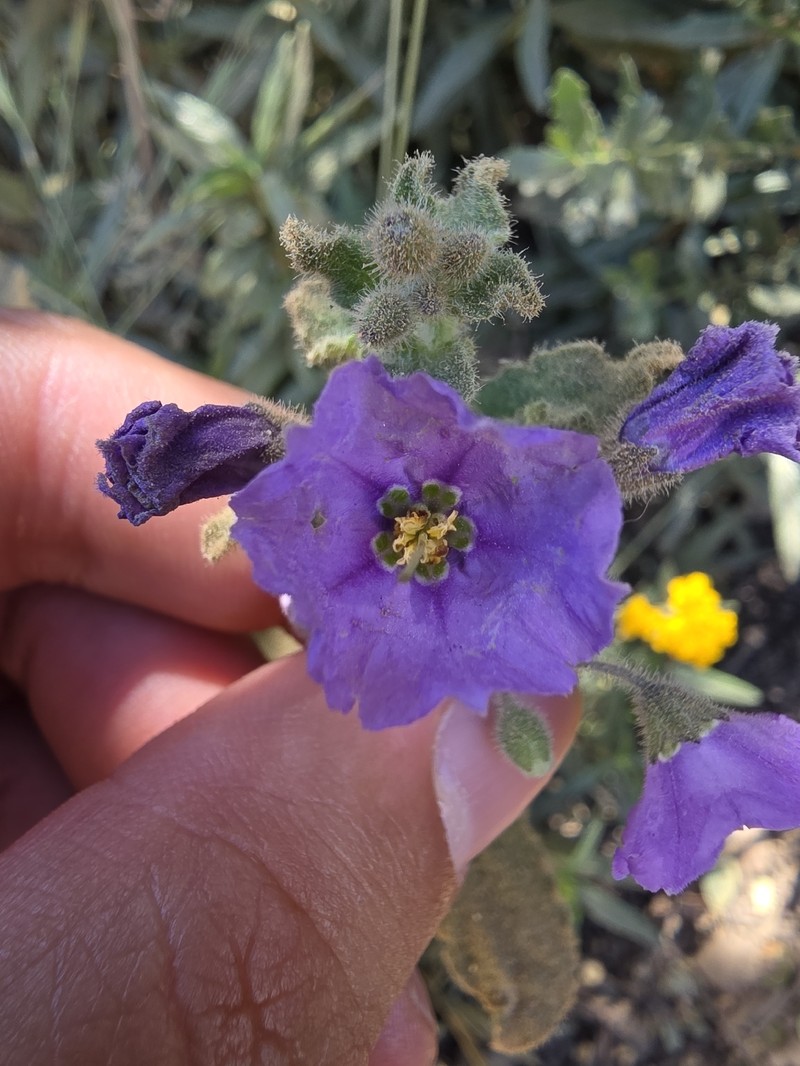 Solanum umbelliferum var. obispoense photo 2