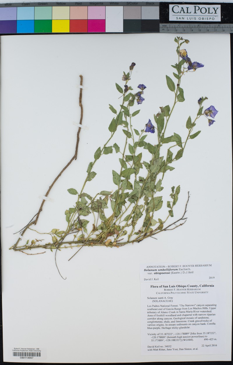 Solanum umbelliferum var. obispoense photo 3