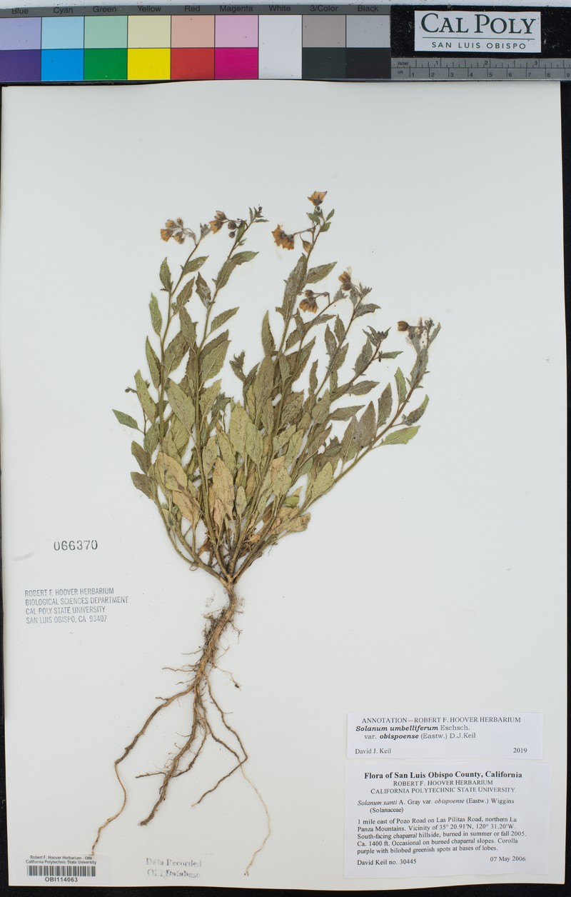 Solanum umbelliferum var. obispoense photo 4