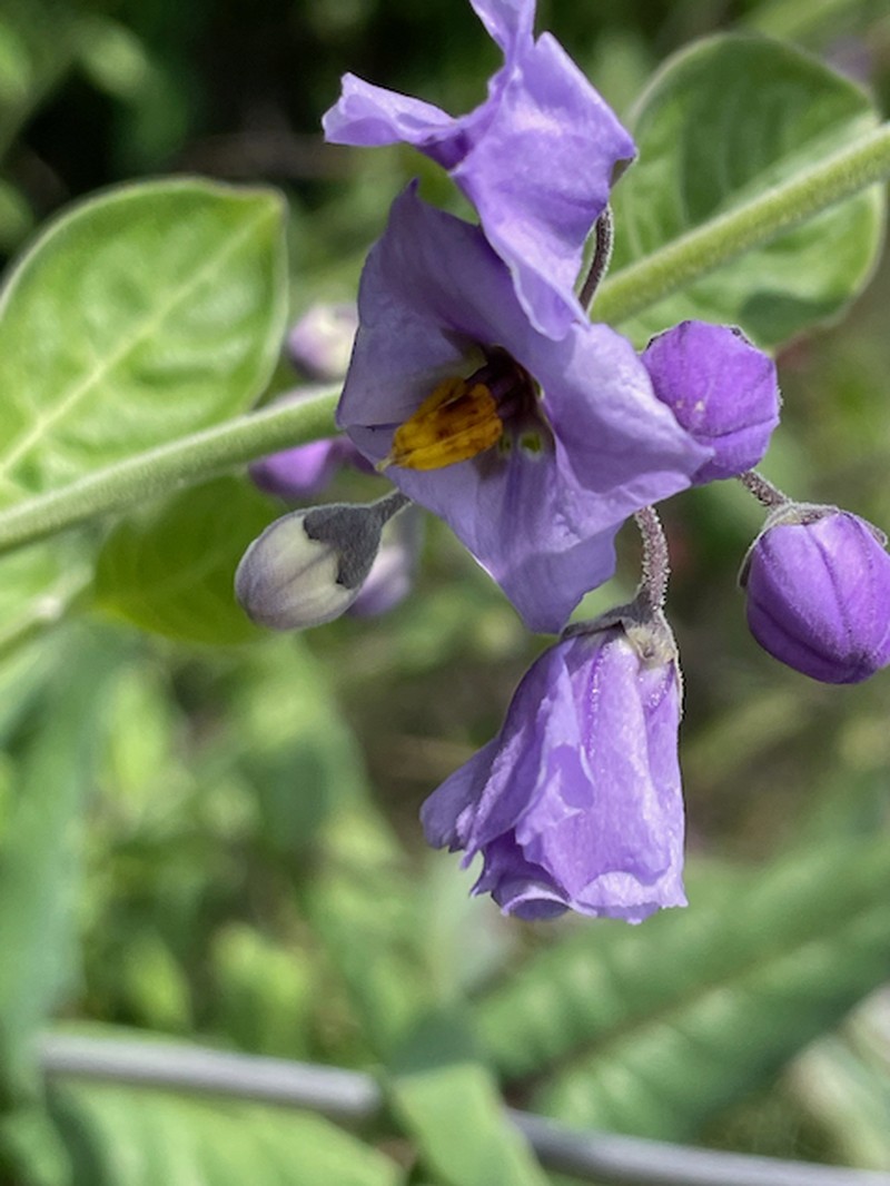 Solanum umbelliferum var. umbelliferum photo 2