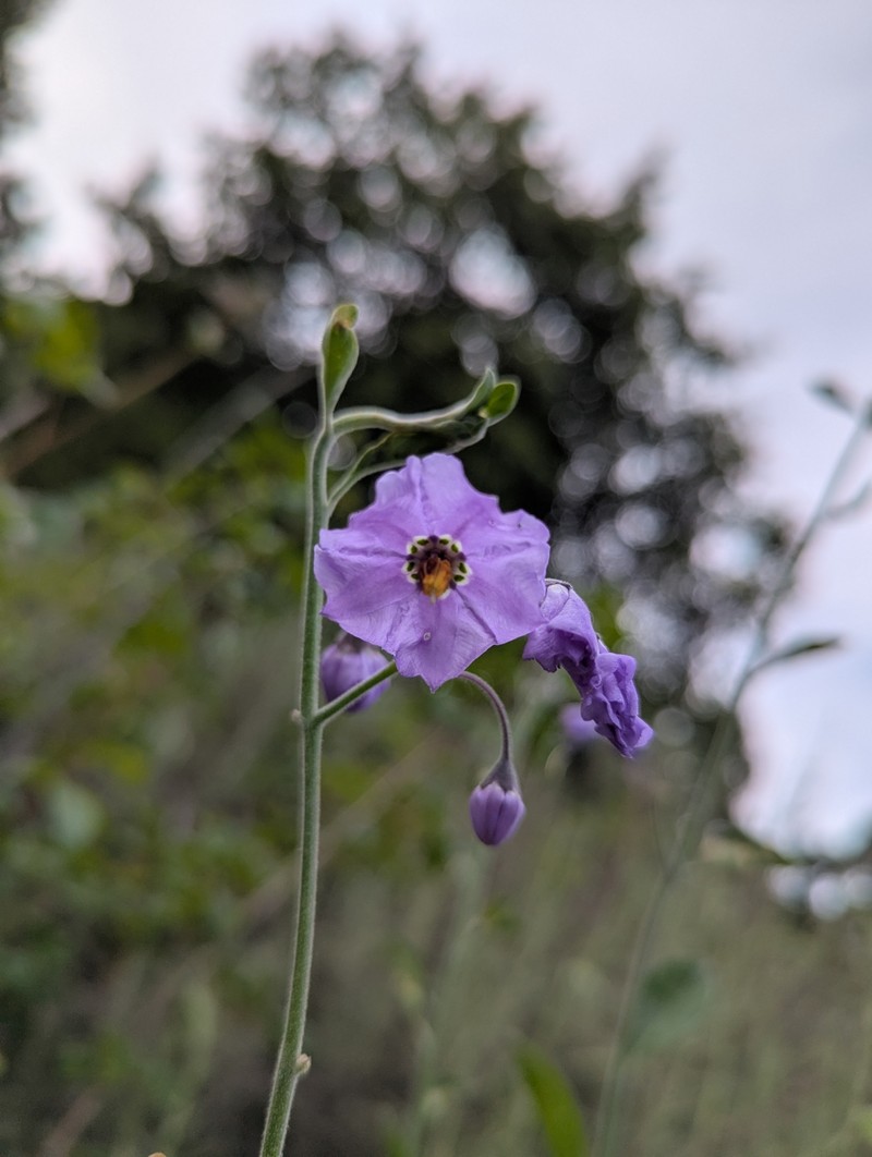 Solanum umbelliferum var. umbelliferum photo 3