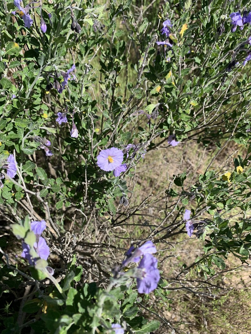 Solanum umbelliferum var. umbelliferum photo 4