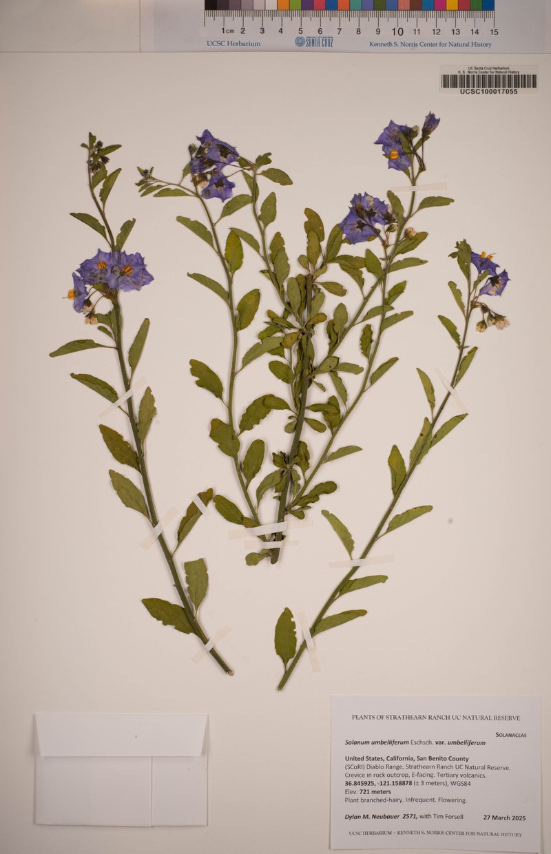 Solanum umbelliferum var. umbelliferum photo 5