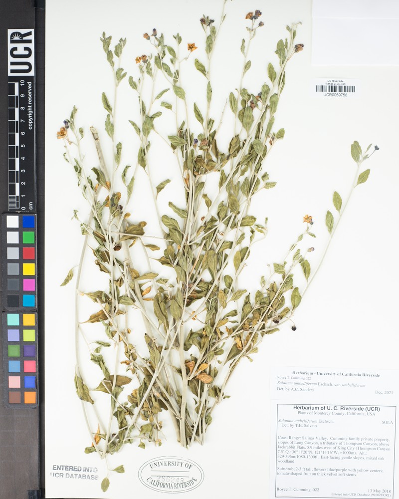 Solanum umbelliferum var. umbelliferum photo 6