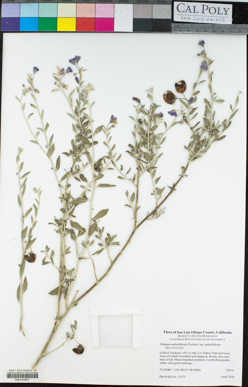 Solanum umbelliferum var. umbelliferum photo 8