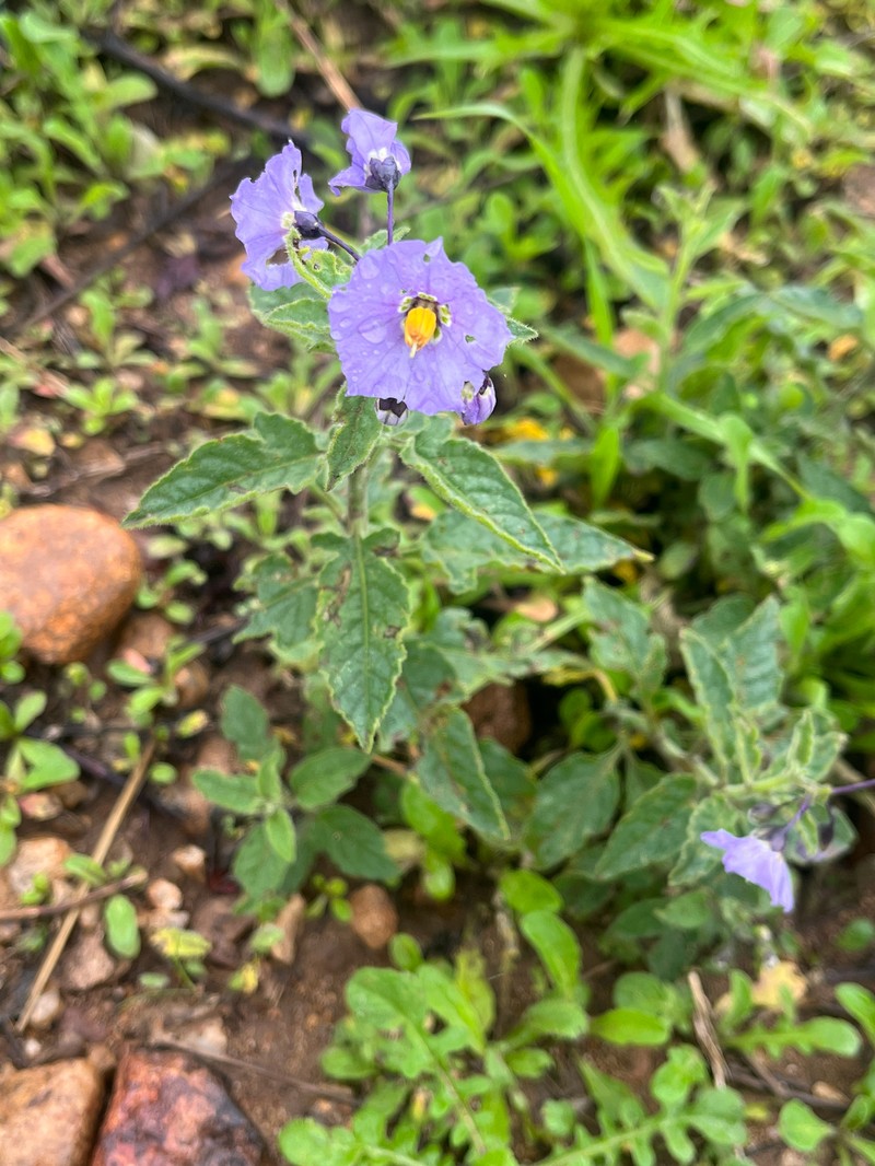 Chaparral Nightshade