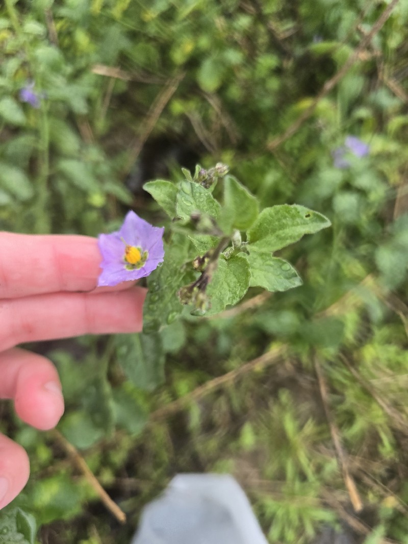 Chaparral Nightshade photo 2