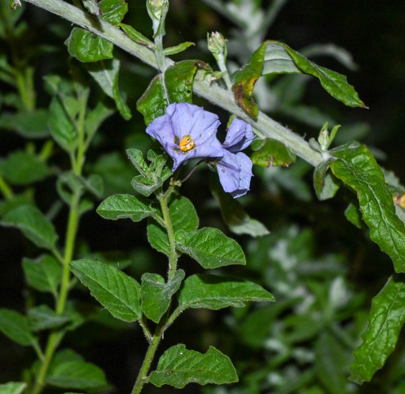 Chaparral Nightshade photo 3