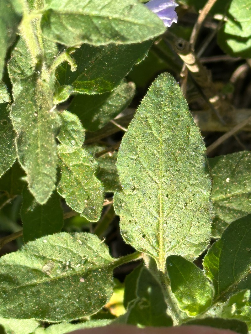 Chaparral Nightshade photo 4