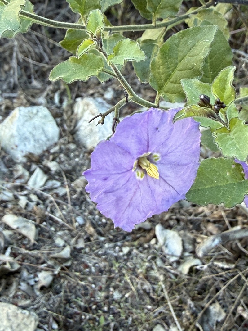 Chaparral Nightshade photo 5