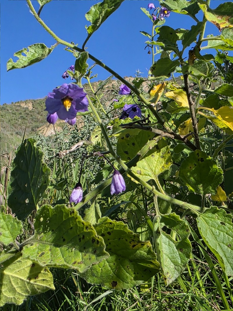 Chaparral Nightshade photo 6